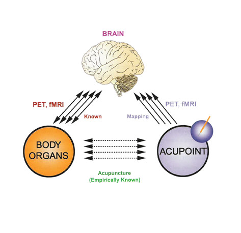 cortical